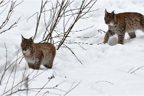 Bwald 17-02-07 1830   Photos ACG 2017