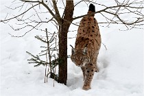 Bwald 17-02-07 1832   Photos ACG 2017