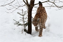 Bwald 17-02-07 1833   Photos ACG 2017