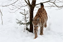 Bwald 17-02-07 1834   Photos ACG 2017