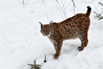 Bwald 17-02-07 1846   Photos ACG 2017