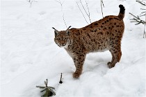 Bwald 17-02-07 1848   Photos ACG 2017