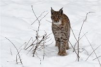 Bwald 17-02-07 1859   Photos ACG 2017