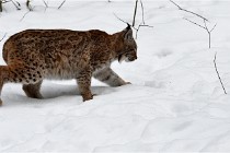 Bwald 17-02-07 1892   Photos ACG 2017