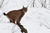 Bwald 17-02-07 1909   Photos ACG 2017