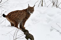 Bwald 17-02-07 1910   Photos ACG 2017