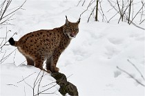 Bwald 17-02-07 1911   Photos ACG 2017