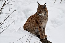 Bwald 17-02-07 1929   Photos ACG 2017