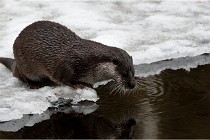 Bwald 17-02-08 1970   Photos ACG 2017