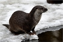 Bwald 17-02-08 1972   Photos ACG 2017