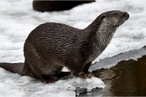 Bwald 17-02-08 1976   Photos ACG 2017