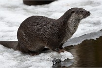 Bwald 17-02-08 1979   Photos ACG 2017