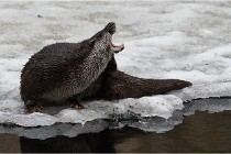 Bwald 17-02-08 1986   Photos ACG 2017