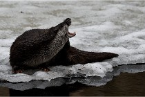 Bwald 17-02-08 1988   Photos ACG 2017