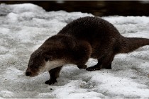 Bwald 17-02-08 2022   Photos ACG 2017