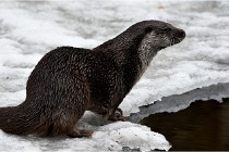 Bwald 17-02-08 2034   Photos ACG 2017