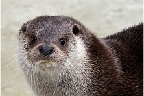 Bwald 17-02-08 2040   Photos ACG 2017