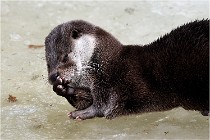 Bwald 17-02-08 2041   Photos ACG 2017