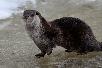 Bwald 17-02-08 2060   Photos ACG 2017