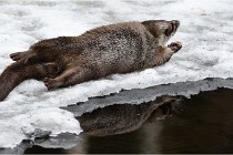 Bwald 17-02-08 2077   Photos ACG 2017