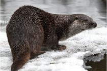 Bwald 17-02-08 2091   Photos ACG 2017