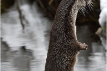 Bwald 17-02-08 2093   Photos ACG 2017