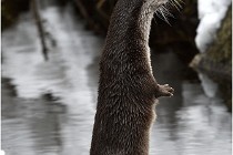 Bwald 17-02-08 2095   Photos ACG 2017