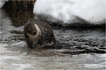 Bwald 17-02-08 2106   Photos ACG 2017