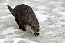 Bwald 17-02-08 2125   Photos ACG 2017