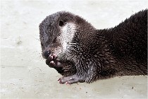 Bwald 17-02-08 2130   Photos ACG 2017