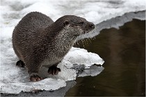 Bwald 17-02-08 2140   Photos ACG 2017