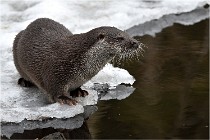 Bwald 17-02-08 2141   Photos ACG 2017