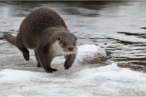 Bwald 17-02-08 2175   Photos ACG 2017