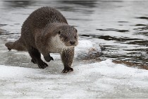 Bwald 17-02-08 2176   Photos ACG 2017