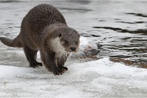 Bwald 17-02-08 2177   Photos ACG 2017