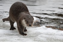 Bwald 17-02-08 2178   Photos ACG 2017