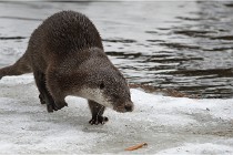 Bwald 17-02-08 2179   Photos ACG 2017