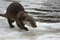 Bwald 17-02-08 2180   Photos ACG 2017