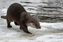 Bwald 17-02-08 2181   Photos ACG 2017