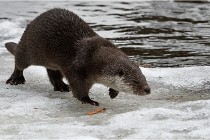 Bwald 17-02-08 2182   Photos ACG 2017