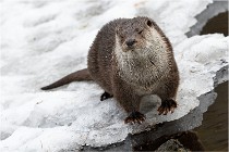 Bwald 17-02-08 2183   Photos ACG 2017