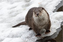 Bwald 17-02-08 2184   Photos ACG 2017