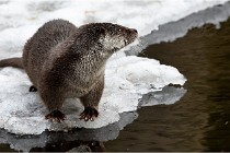 Bwald 17-02-08 2185   Photos ACG 2017