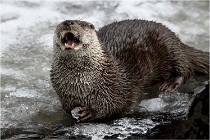 Bwald 17-02-08 2201   Photos ACG 2017