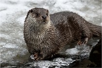 Bwald 17-02-08 2213   Photos ACG 2017