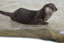 Bwald 17-02-08 2243   Photos ACG 2017