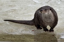 Bwald 17-02-08 2250   Photos ACG 2017