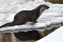 Bwald 17-02-08 2311   Photos ACG 2017