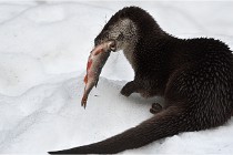 Bwald 17-02-08 2315   Photos ACG 2017