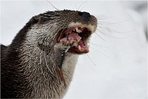 Bwald 17-02-08 2373   Photos ACG 2017